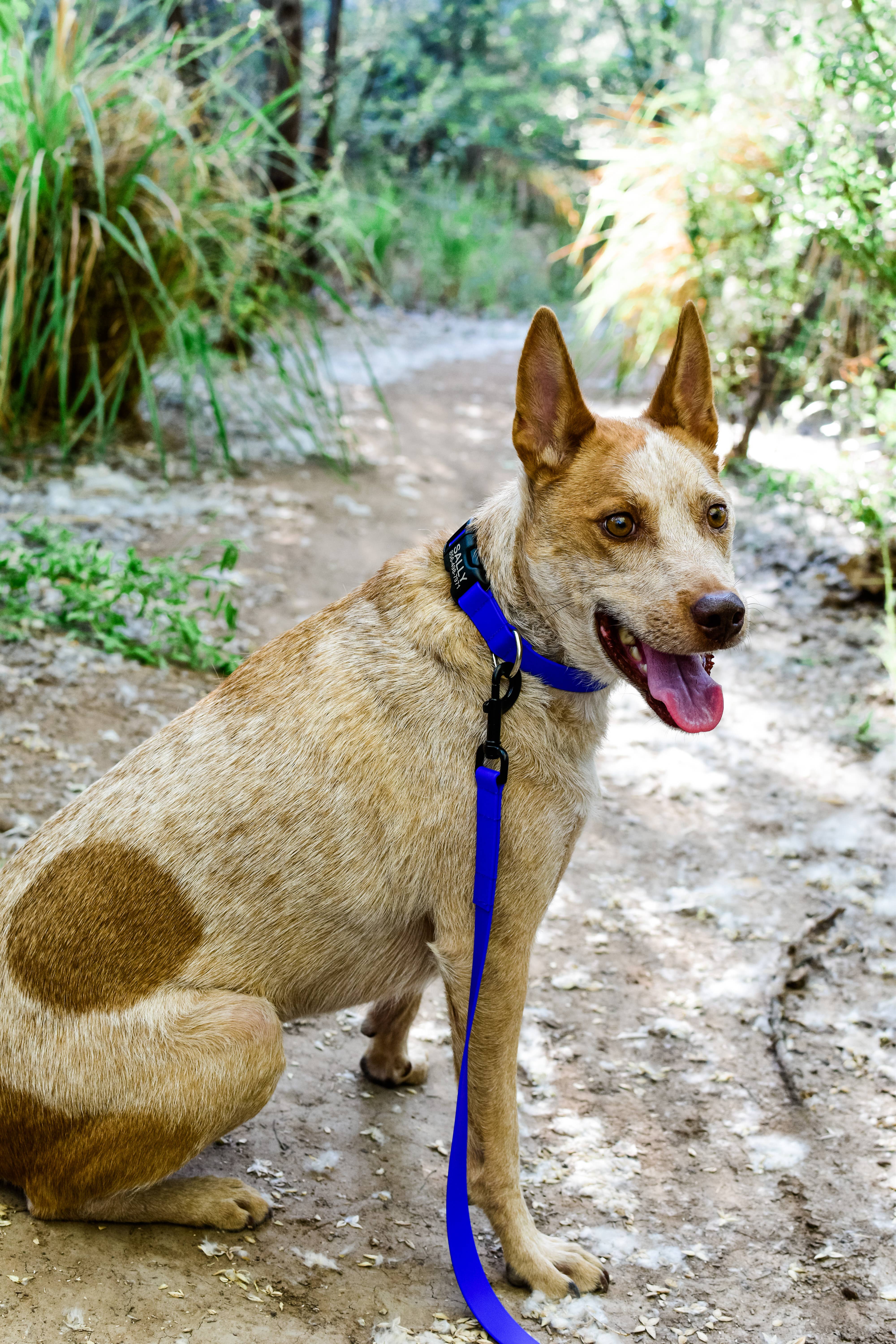 Mimi Green - Wholesale Pet Collar - Dog - Lightweight Biothane Waterproof Dog Collar - The Day Trip11