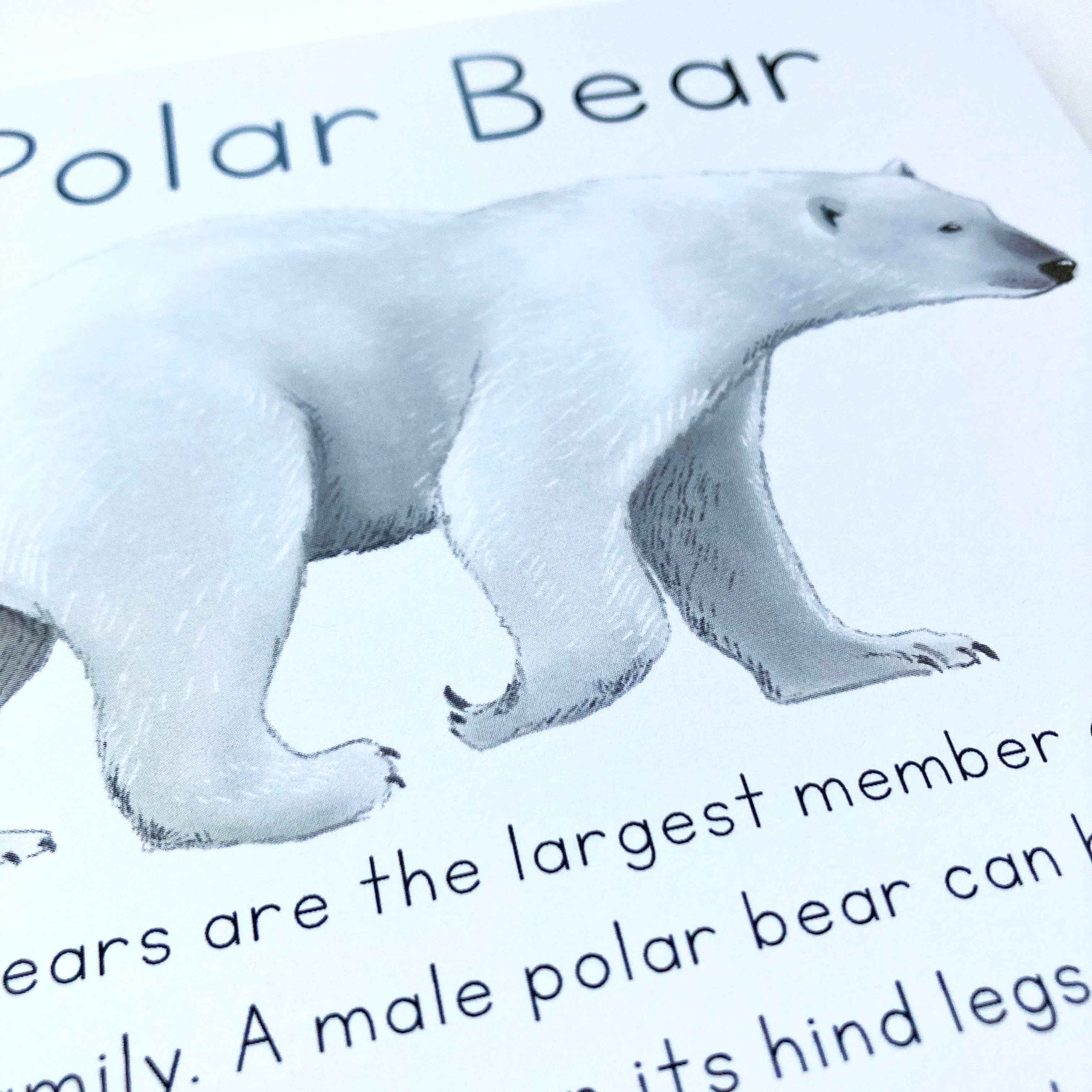 Tiny Nest Studio - Vendita all'ingrosso Carte didattiche - Bambini e neonati - Carte didattiche sugli animali dell'Alaska9