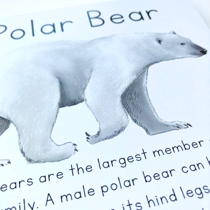 Tiny Nest Studio - Vendita all'ingrosso Carte didattiche - Bambini e neonati - Carte didattiche sugli animali dell'Alaska9