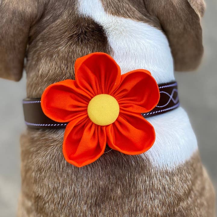 Orange California Poppy Collar Flower Pet Accessory for wholesale by Darcy's Canine Designs