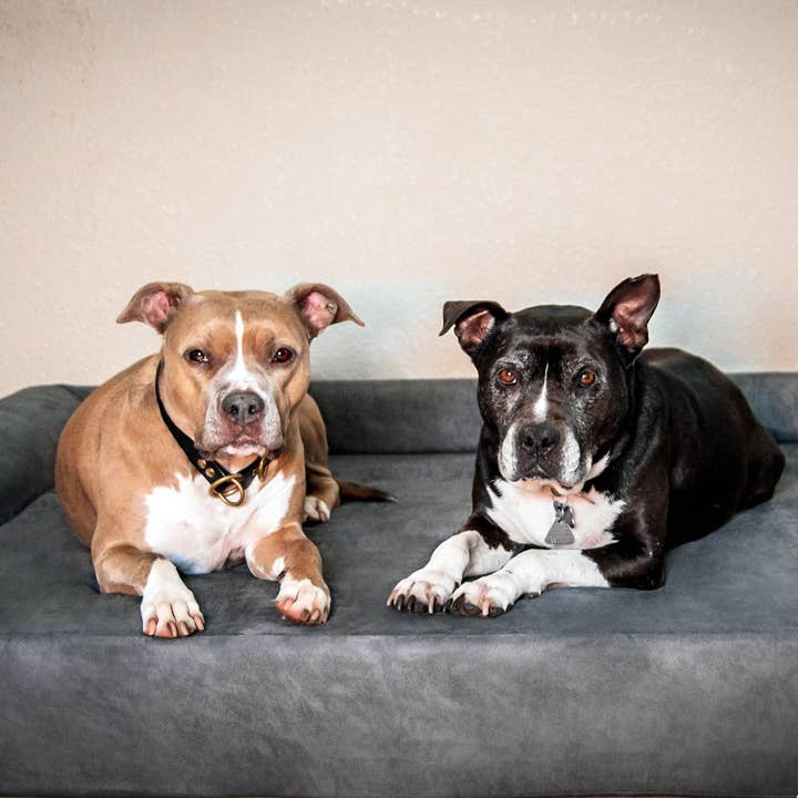 Barker Beds - Vente Panier – chien - Lit orthopédique pour chien 7" - Édition canapé17