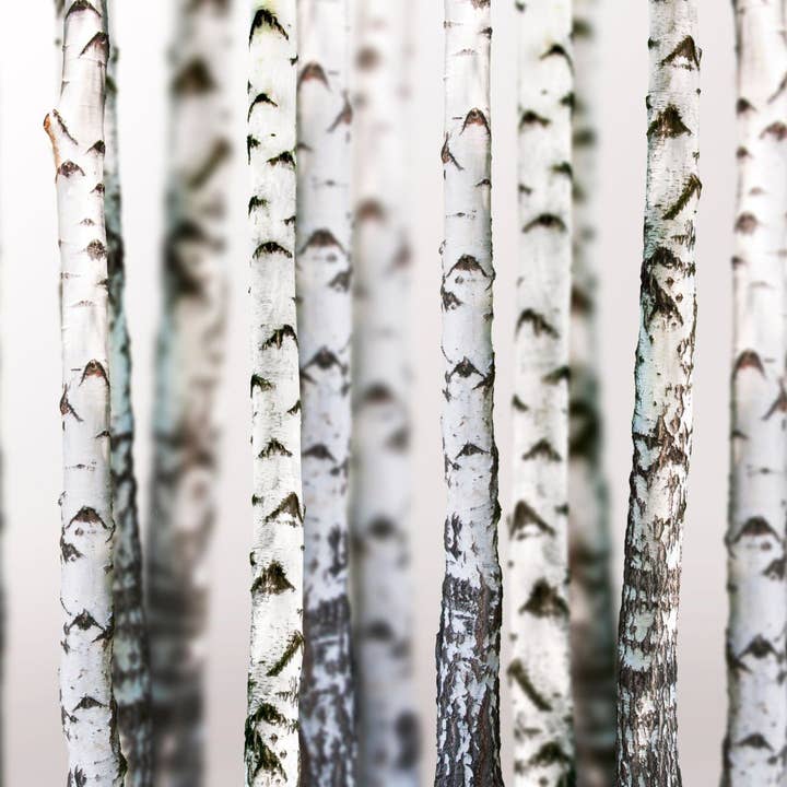 Birch Please Soy Candle for wholesale by Excelsior Candle Co.