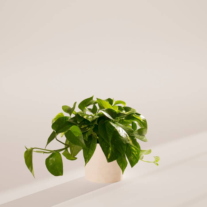 Lively Root - Wholesale Live Plant - Golden Pothos Plant51