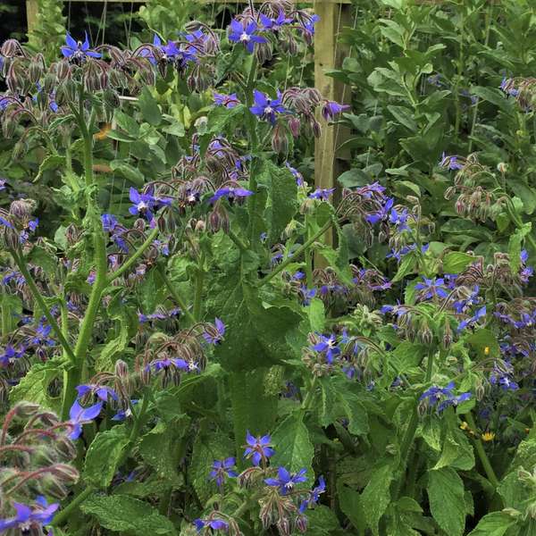 Hanna's Bees – wholesale Frön – Gurkörtsfrön - Växter för pollinatörer4