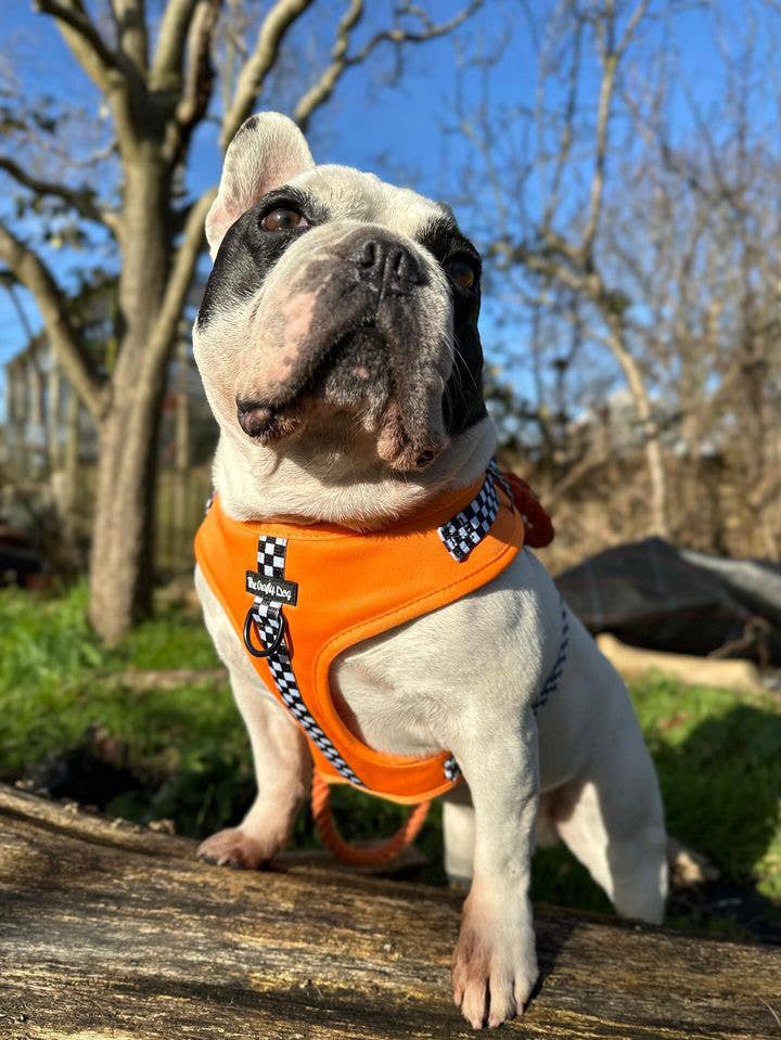 The Crafty Dog Co – Großhandel Haustiergeschirr – Hund – McLawren Harness - McLaren Orange kariert PawFormula 1 F16