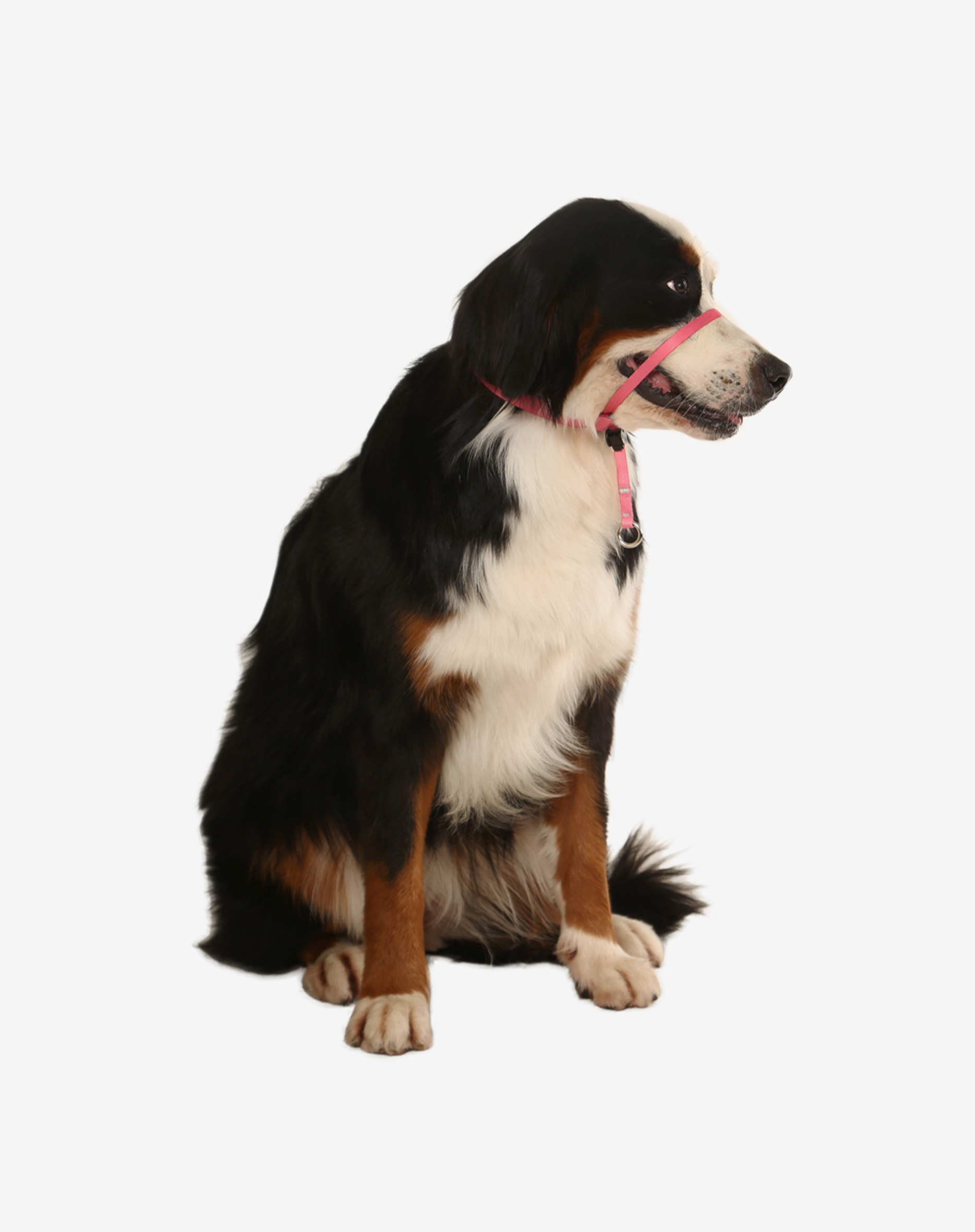 Toh - Vendita all'ingrosso Collare - Cani - Collare a cavezza per cani nero1