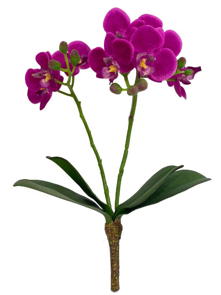Phalaenopsis en vaporisateur 16" - 3 paquets pour la vente par Larksilk