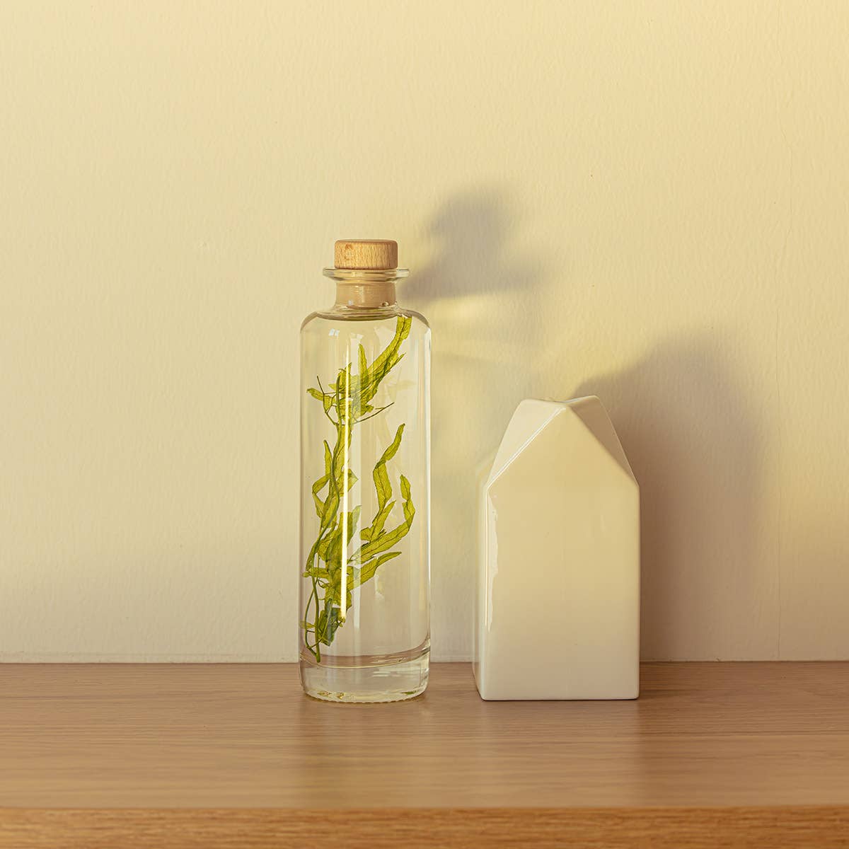 Theophile Berthon - Wholesale Live Plant - The Herbarium Aquatic algae - submerged plant2