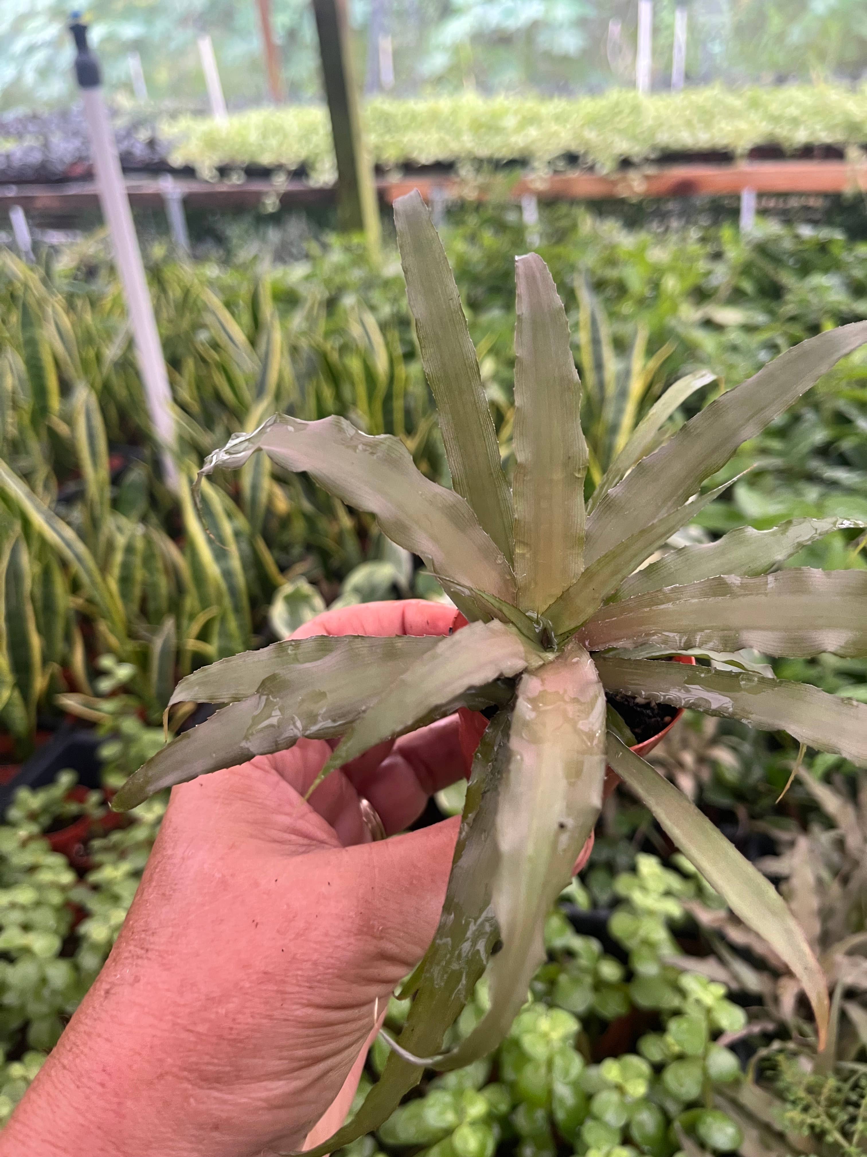 Succulents & Such, Inc. - Wholesale Live Plant -  2" Cryptanthus Assortment  0