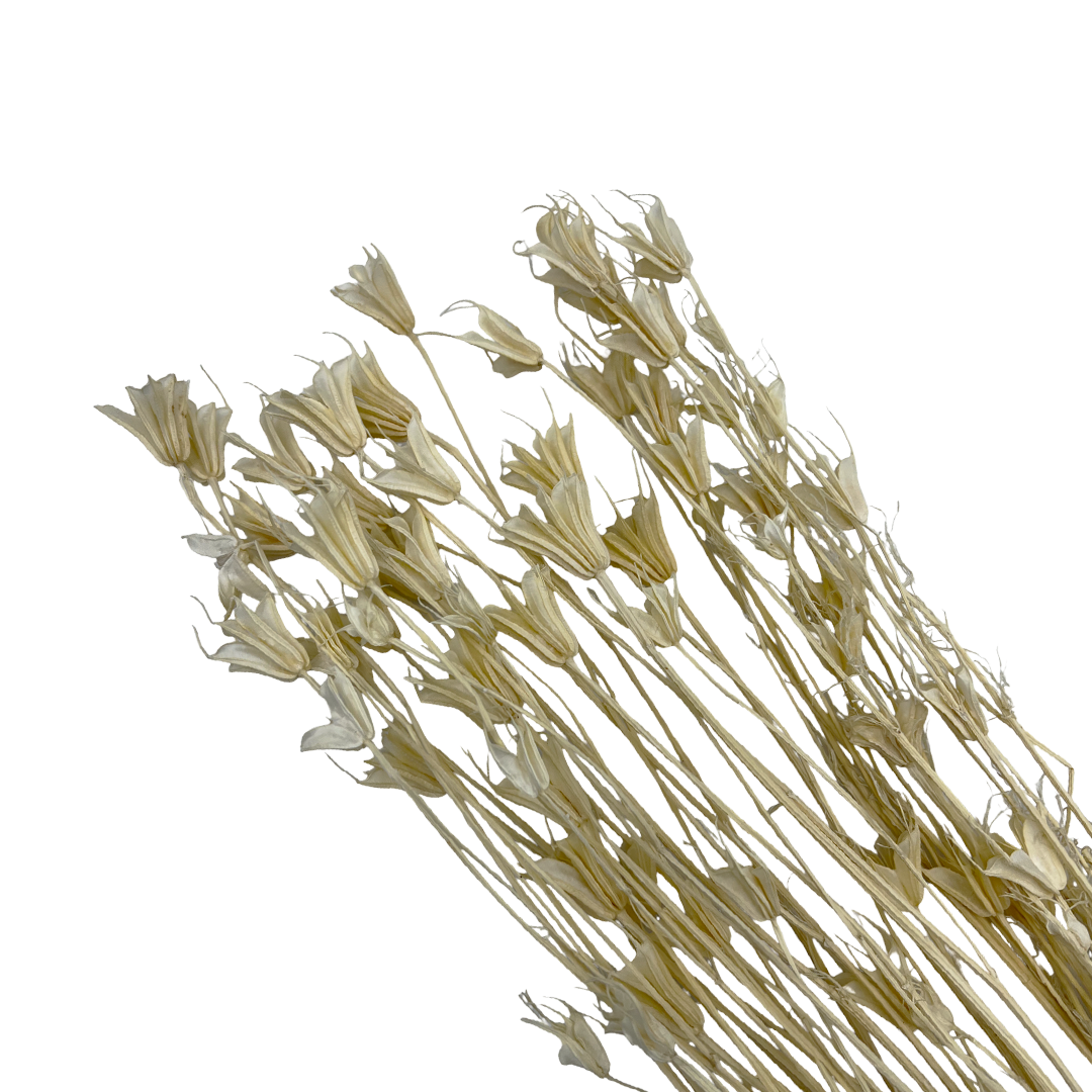 2626 Designs - Wholesale Dried/Pressed Flowers - Dried Octagon Flower, Nigella Orientalis-Love in a Mist, 24"14