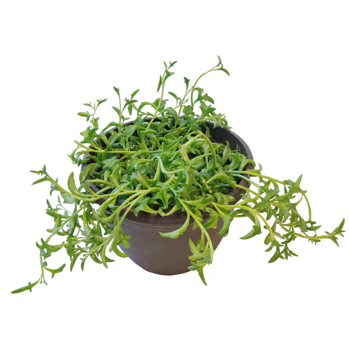 Best Plant Friend - Vente Succulentes - Collier de dauphins Senecio, succulente à suspendre, 2/4/6 pouces13