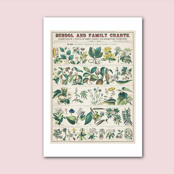 Plants School Chart Vintage Botanical Print for wholesale by Holland Road Prints