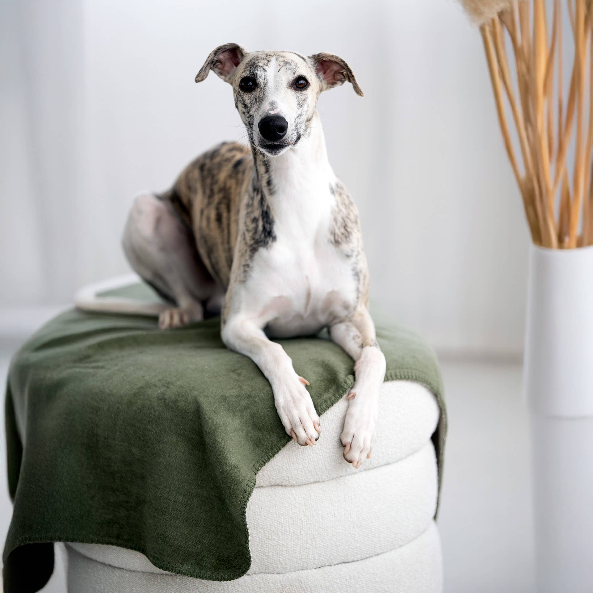 LABONI - Volentis GmbH – Großhandel Haustierdecke – Katze/Hund – REVERSO – Stilvolle Wende-Decke für anspruchsvolle Hunde1