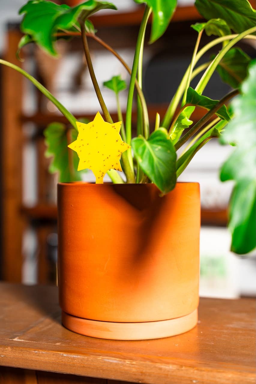 Classy Casita – ferramenta de jardinagem por atacado – Armadilhas adesivas em grande quantidade6