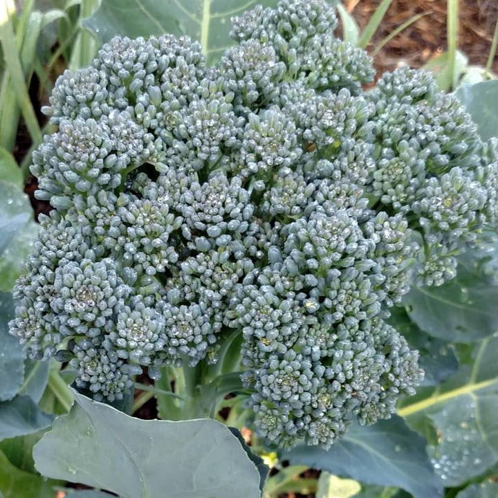 Broccoli Seeds - Di Ciccio, ORGANIC for wholesale by Sow True Seed