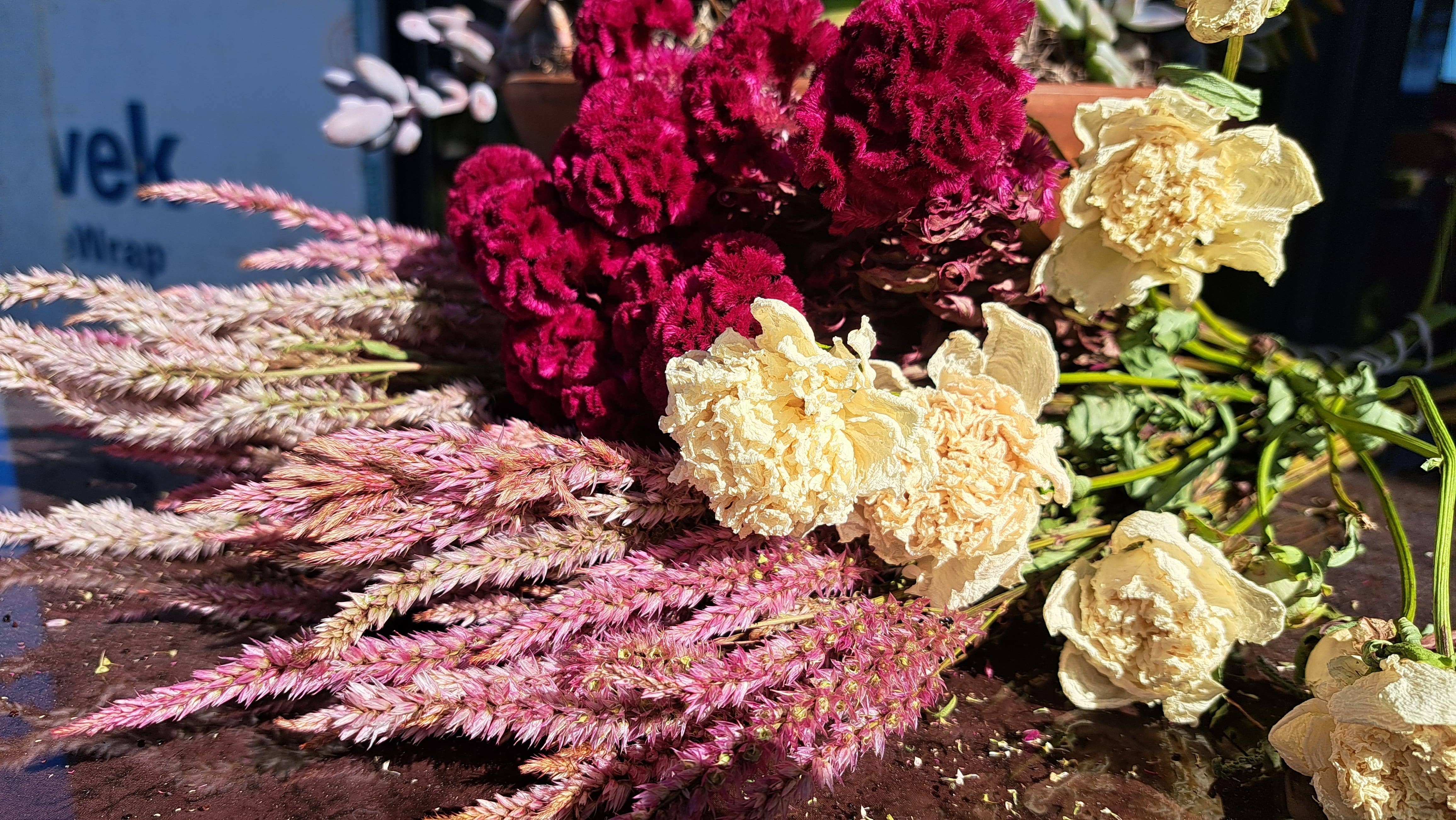 Fence Post Florals - Wholesale Dried/pressed flowers - Celosia-Prince Rose2