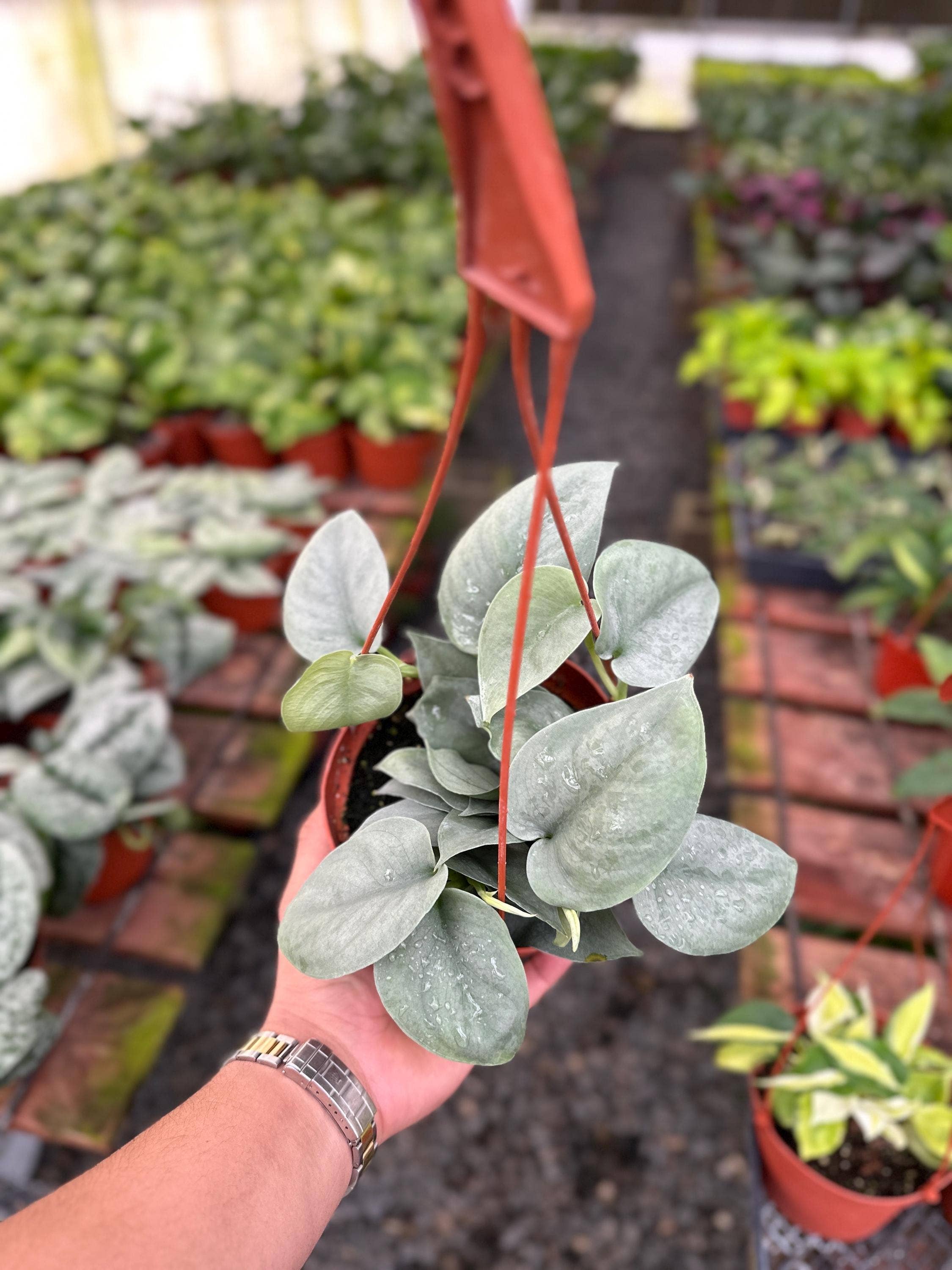 Wholesale Scindapsus Pictus Platinum Java - 6