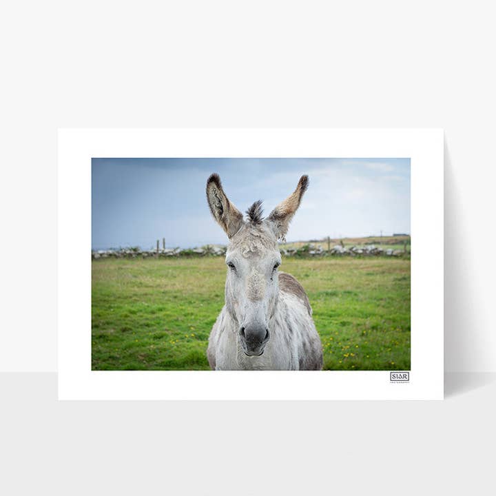 Asino per la vendita all'ingrosso da parte di SIAR Photography