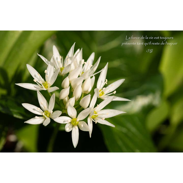 Aglio des Ours per la vendita all'ingrosso da parte di L'Ecriture D'Un Regard