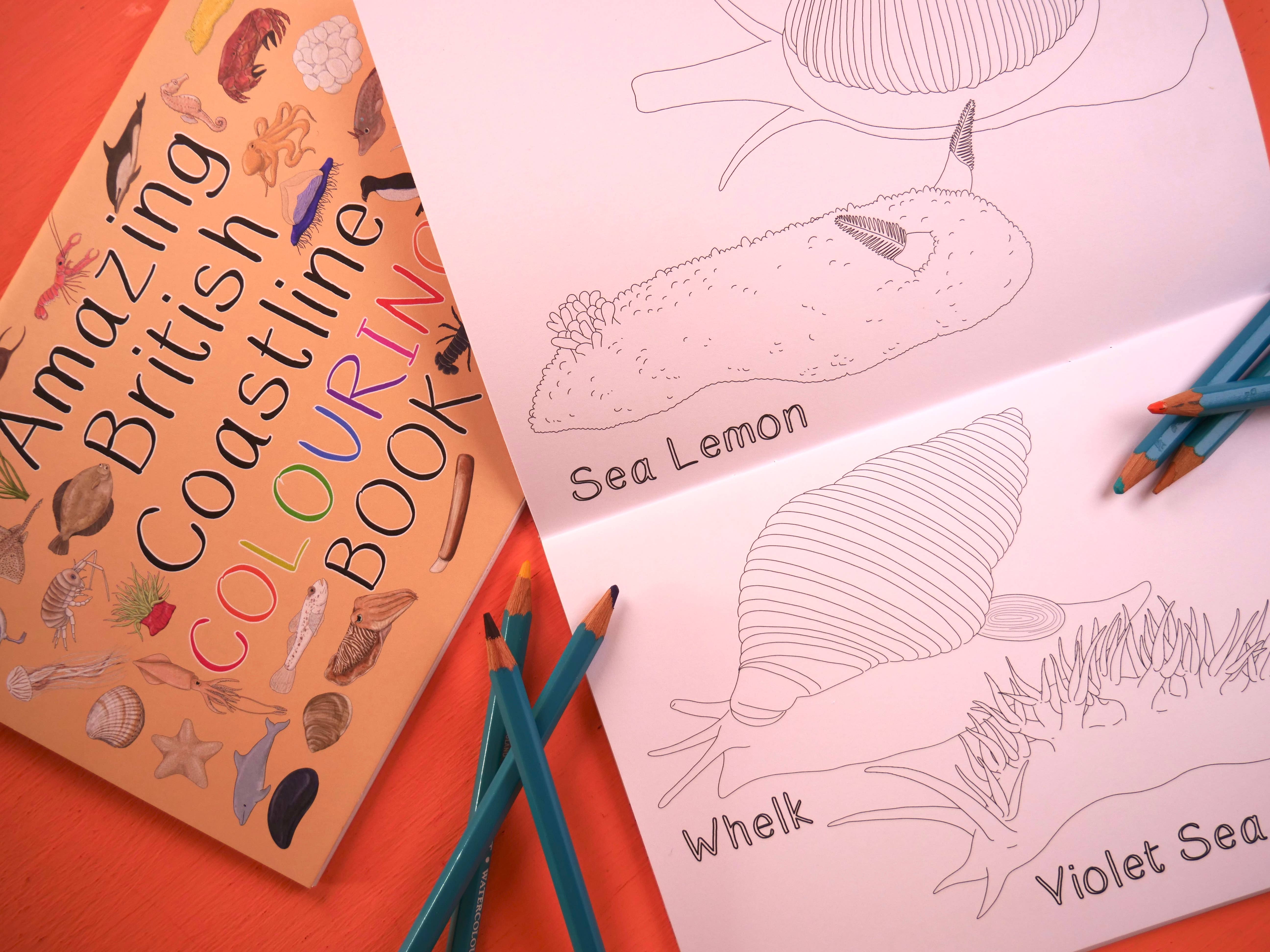 Button & Squirt – wholesale Colouring and activity book – kids and baby – Amazing British Coastline Colouring Book3