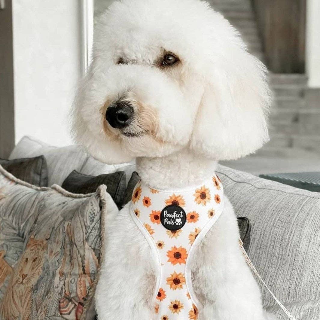 Pawfect Pals – Arnês – Cão por atacado – Sunshine on my Mind - Arnês Reversível para Cão4