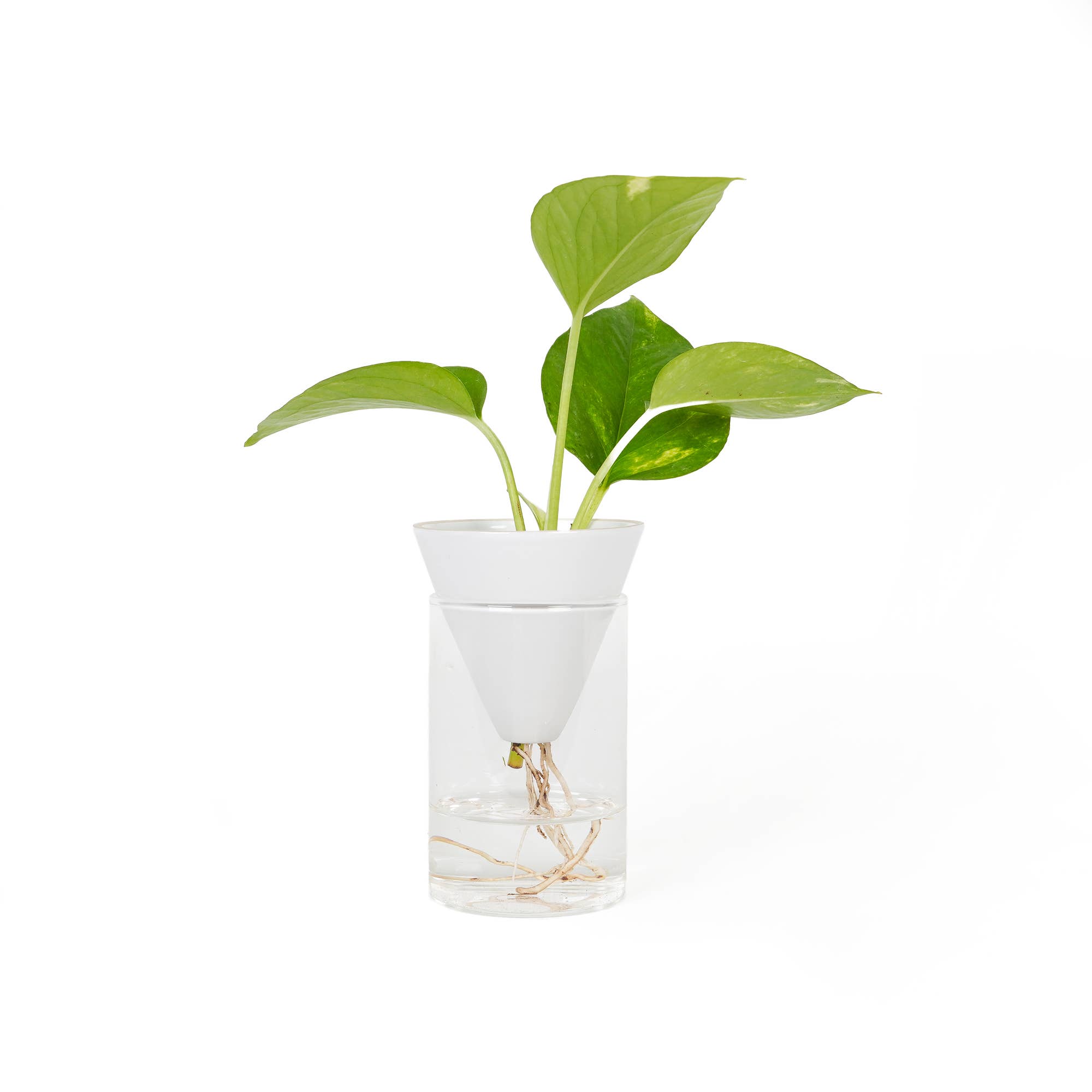 Helio Ferretti - Vente Vases - Pot hydroponique conique blanc1