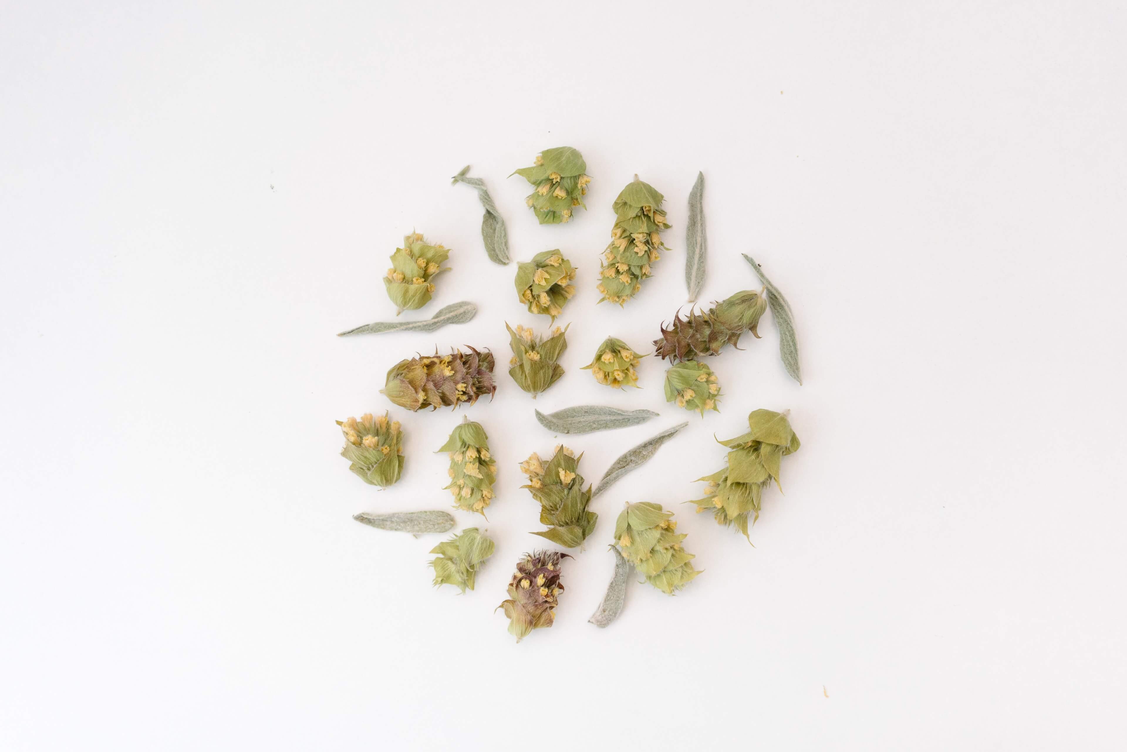 rhoeco - fine organic goods - Wholesale Tea Bags - Monovarietal Herbal Teas [Bio] - Compostable Pyramid Teabags5