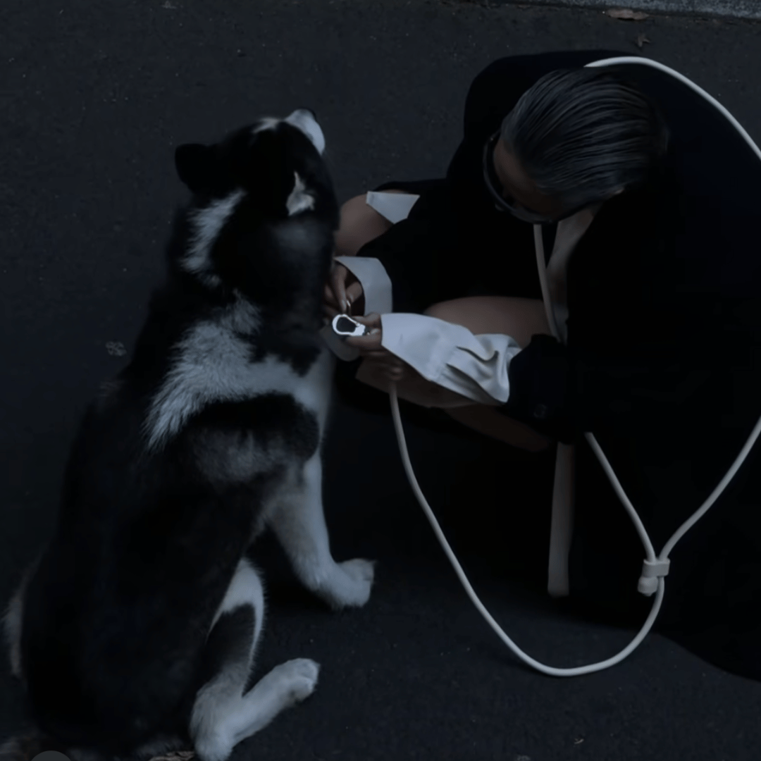 ST ARGO - Wholesale Pet Leash - Dog - HANDS FREE LEAD - Cream6