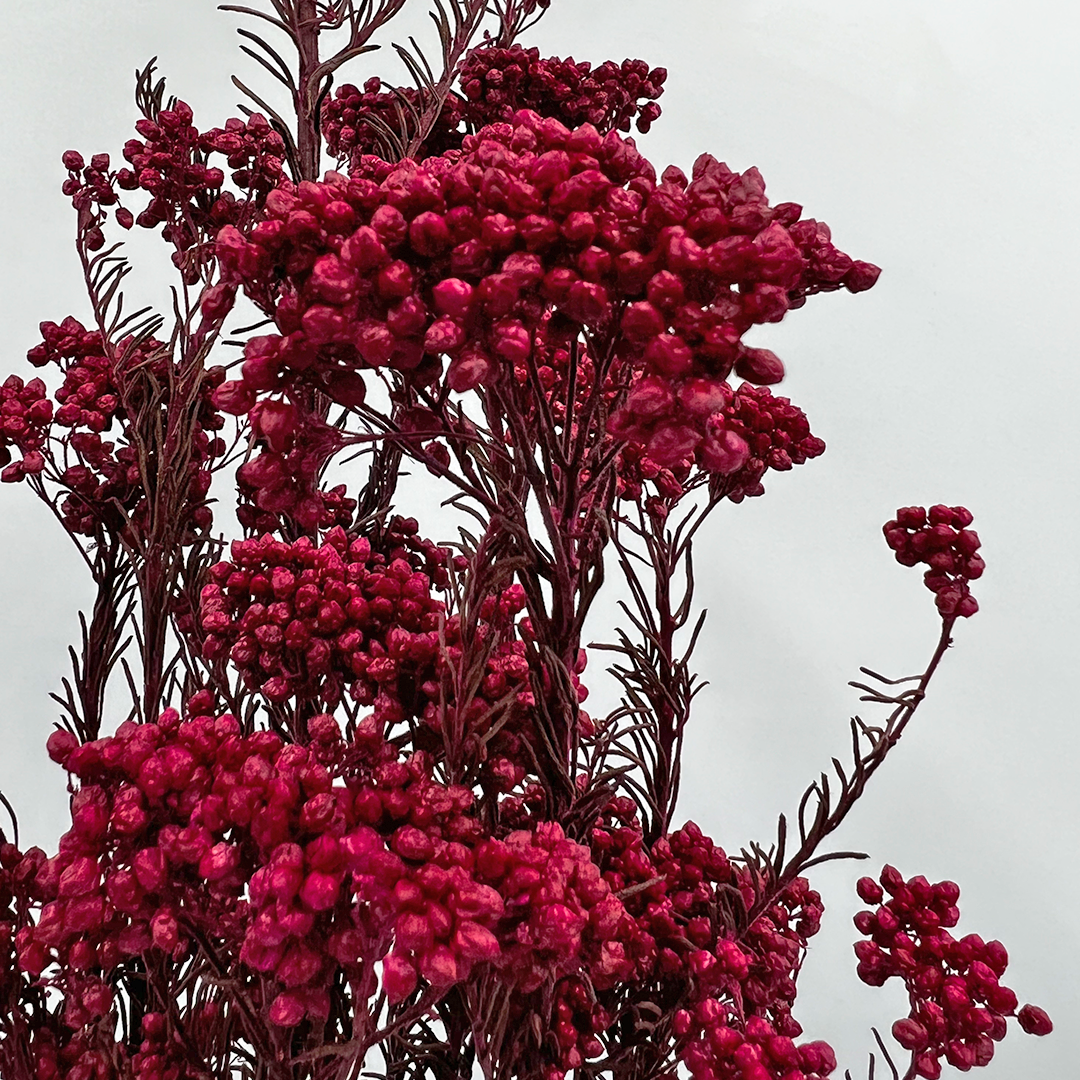 2626 Designs – Engroshandel Tørrede/pressede blomster – Konserveret hirse og risblomst - Immortelle og Ozothamnus blomster6