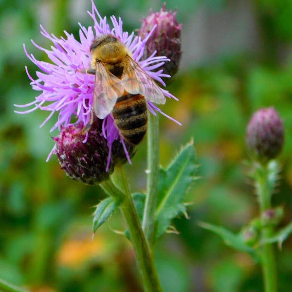 Smiley Honey - Wholesale Honey - Wildflower Honey1