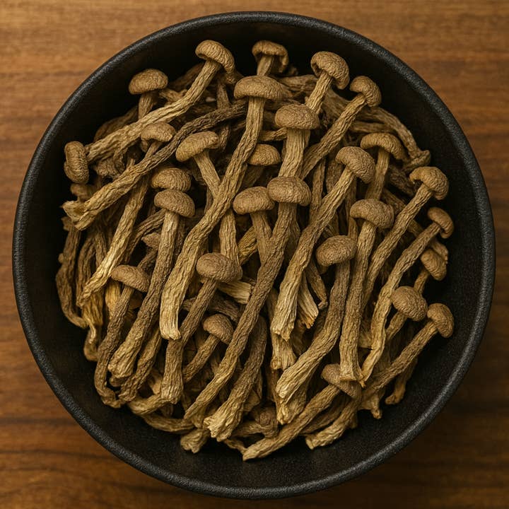 Samtgeweihpilz Ganz (Flammulina Velutipes) für den Großhandel von LA Herb