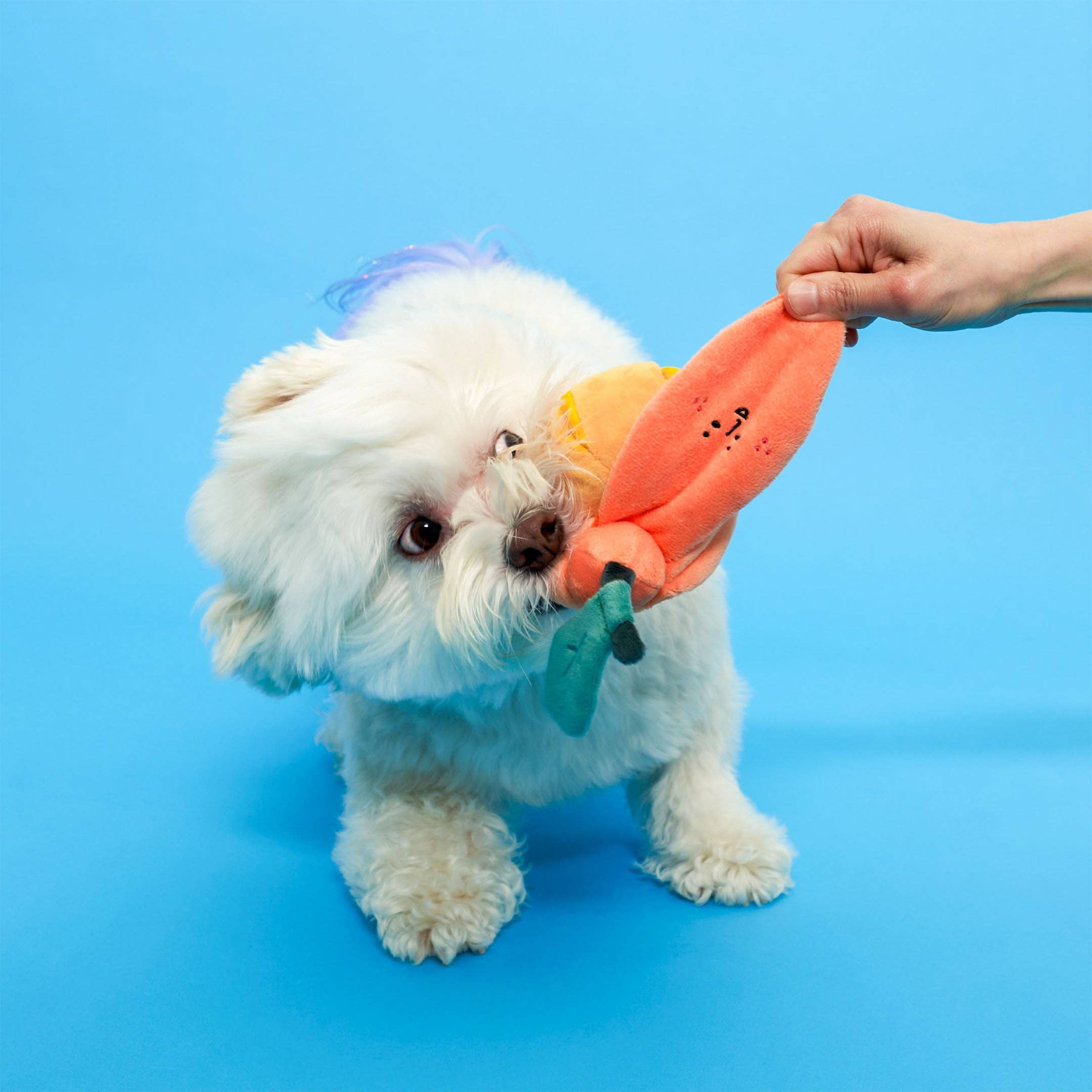the furryfolks - Vente Peluche – chien - Jouet Orange pour Exercices Olfactifs6