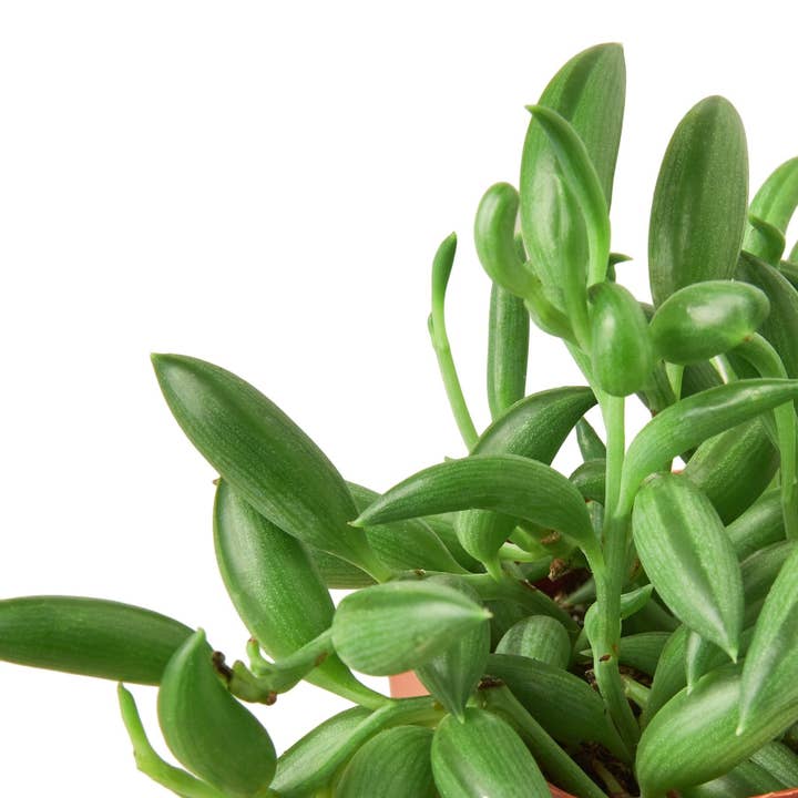 House Plant Wholesale WEST - Wholesale Succulent - Succulent 'String of Bananas'