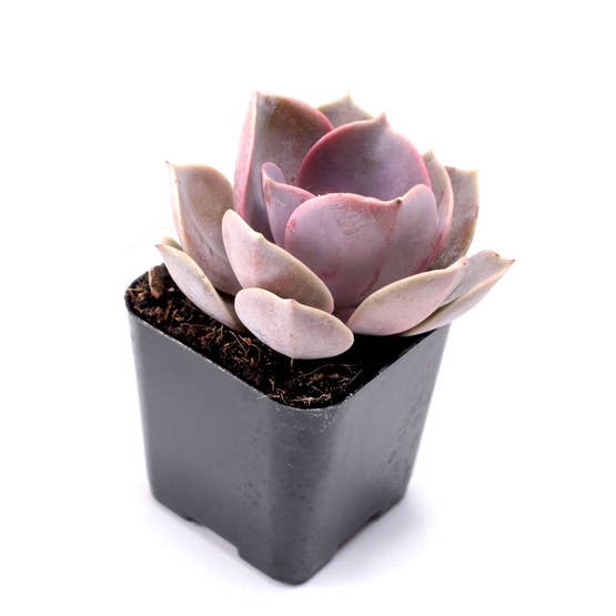 Mountain Crest Gardens - Wholesale Succulent - Echeveria Bulk 25-Pack (5 Varieties, 2" Pots)