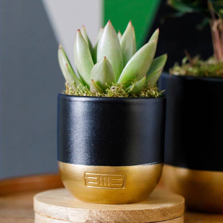 Miranda for wholesale by The Little Botanical