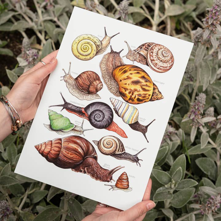 Imprimé Land Snails pour la vente par Drawn to Nature