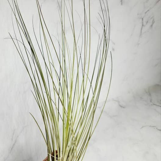 Geoform Designs - Wholesale Live Plant - Large Tillandsia Juncea Air Plant