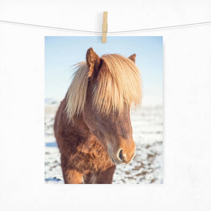 Photographie de cheval islandais | Impression passe-partout 5x7 ou 8x10 pour la vente par Jillian Audrey Photography