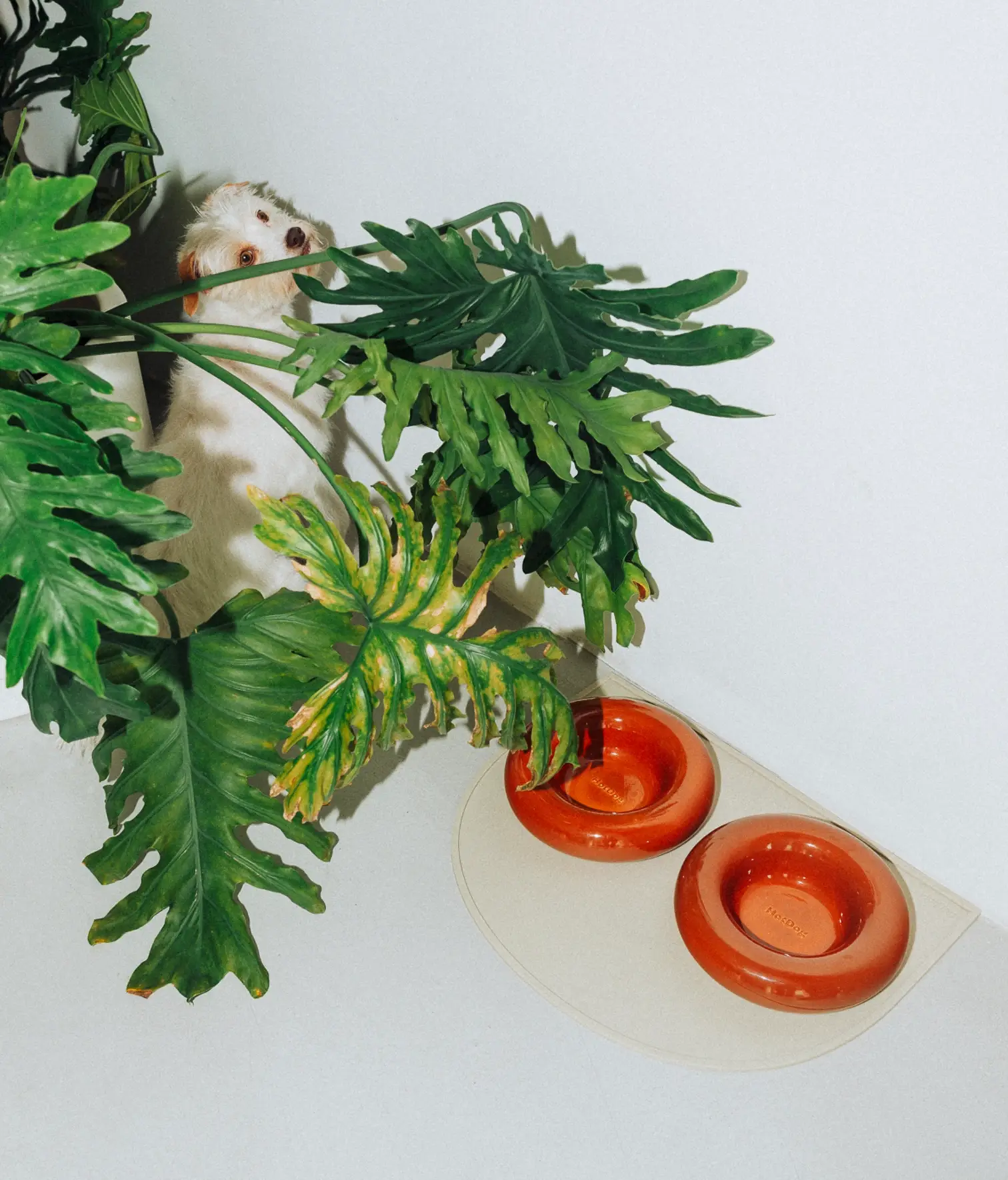 HotDog Pets - Wholesale Pet Bowl - Cat/Dog - Brown ceramic dog feeder4