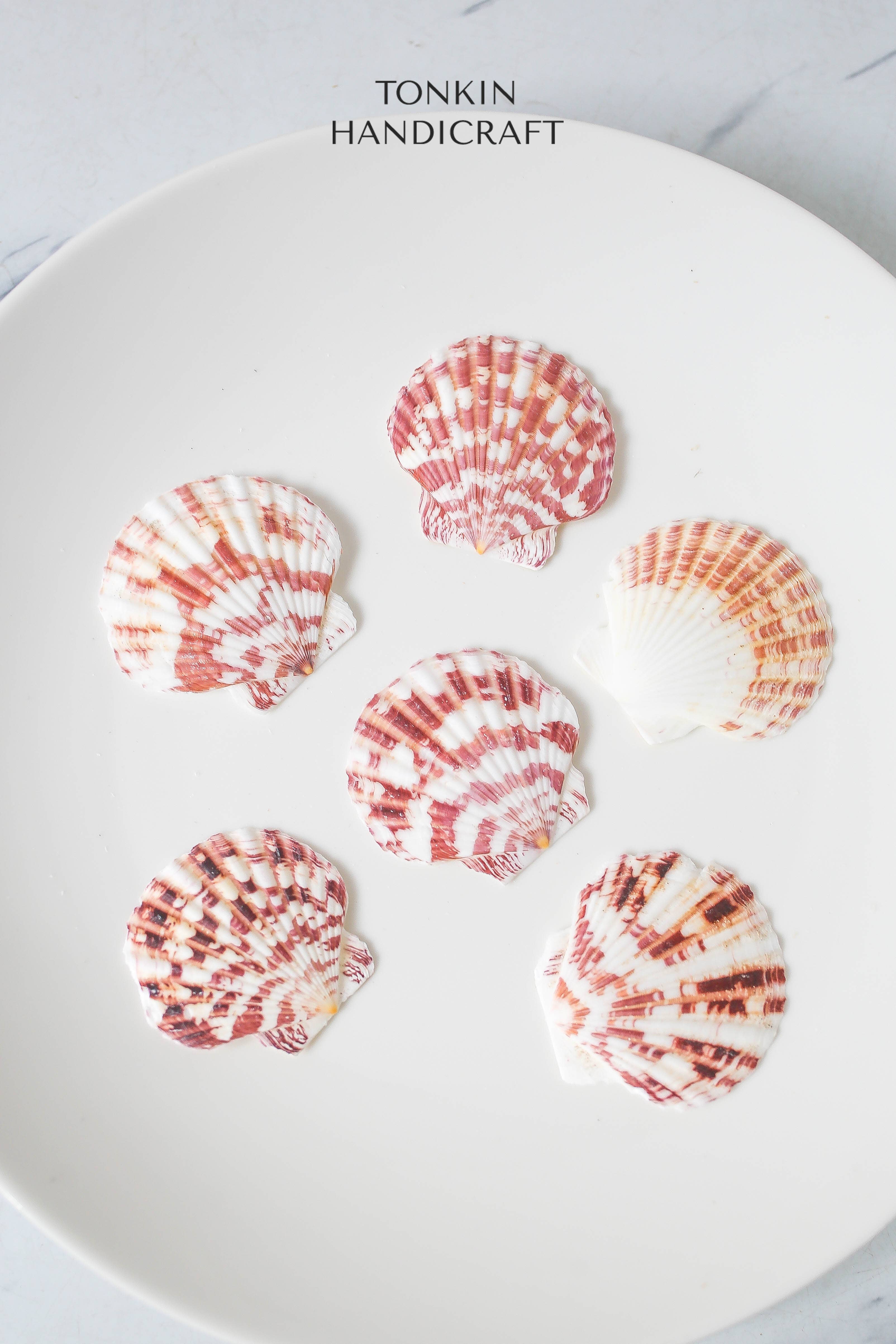 Tonkin Handicraft - Wholesale Decorative Tabletop Object - Natural Scallop Shells2