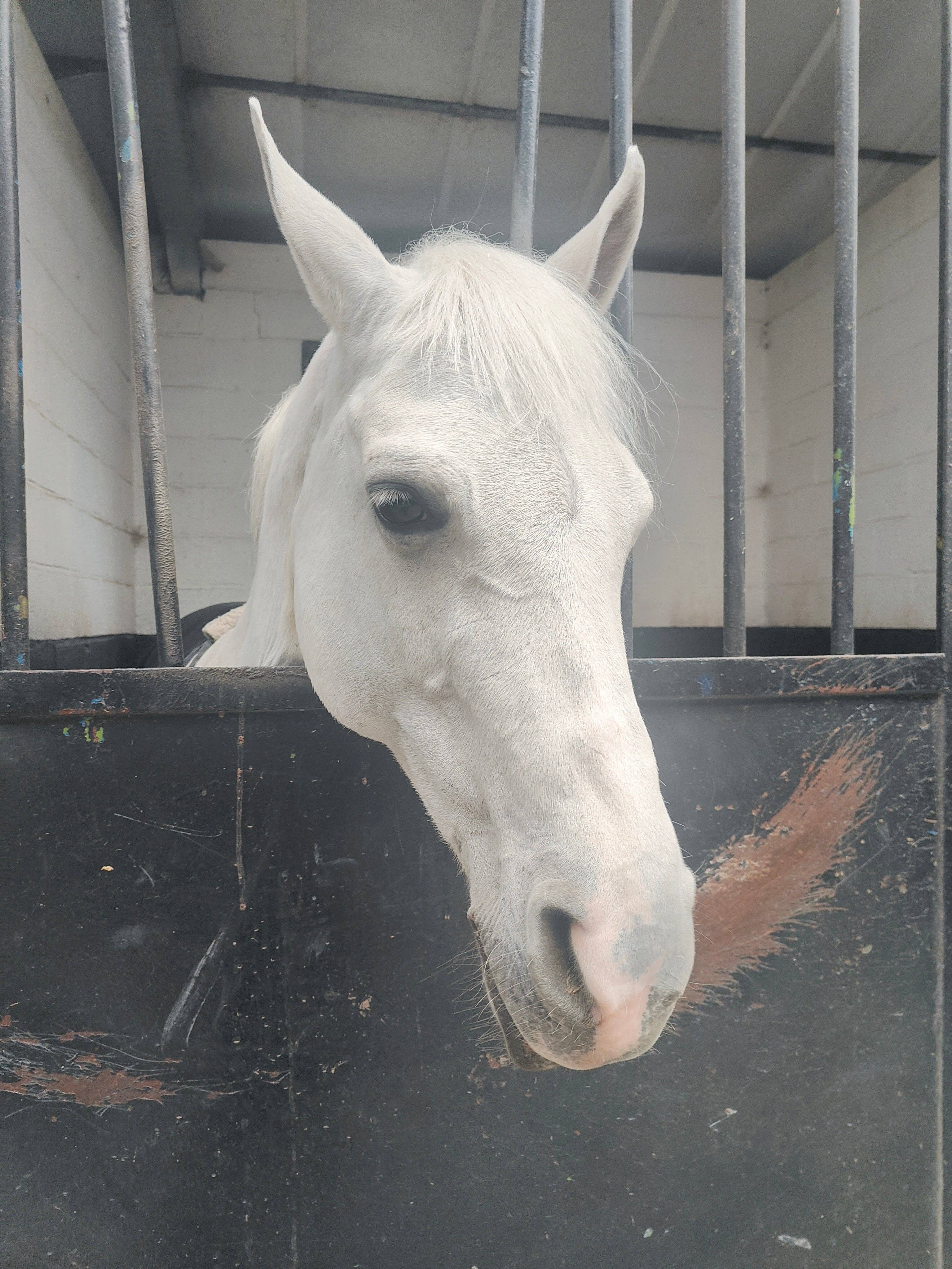 Horse of the world – Großhandel Conditioner/Fellpflege für Pferde – Weiße Perle1