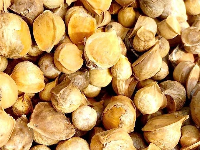 YERBERO – Großhandel Kräuter – Yerbero - Japanischer Knoblauch | Ajo Japones (Allium sativum) 80+ Knoblauchzehen | 3,5 Unzen (100 g) |3