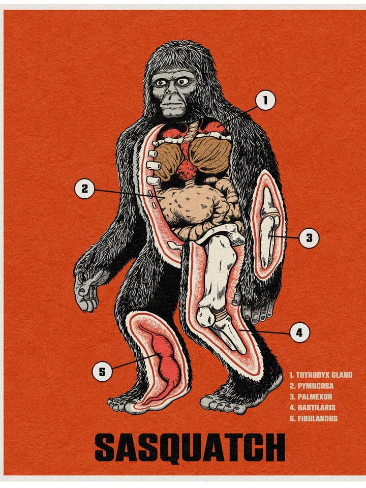 Sasquatch Anatomy Print for wholesale by Parade of Ghouls