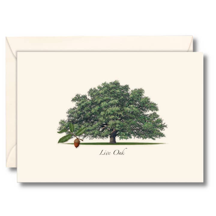 Live Oak Assorted Notecard Set for wholesale by Earth Sky + Water