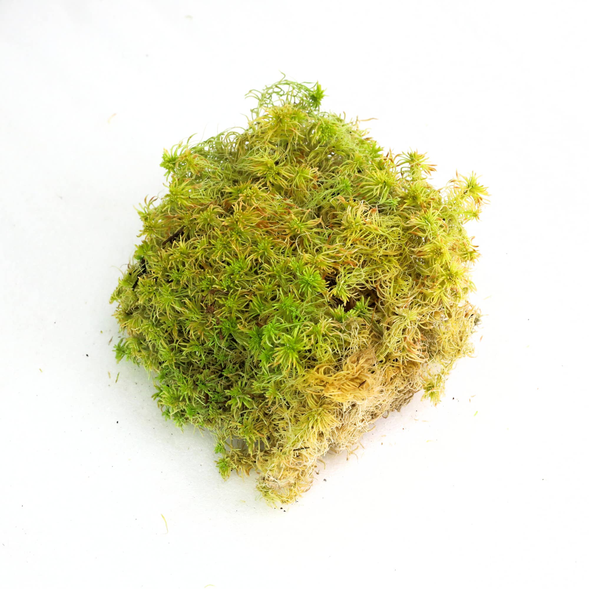 Mossify - Wholesale Live plant - Nat. Canadian Sphagnum Moss β Live or Dormant Moss for Plant