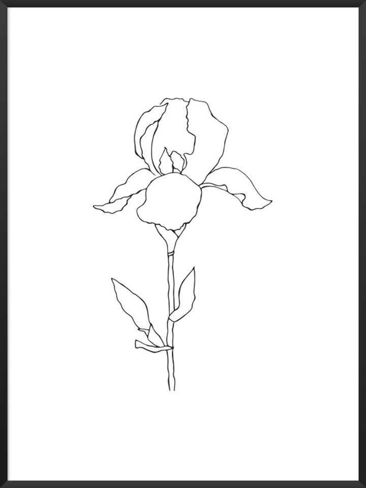 Iris - Minimalist Line Art Plant Poster for wholesale by Project Nord