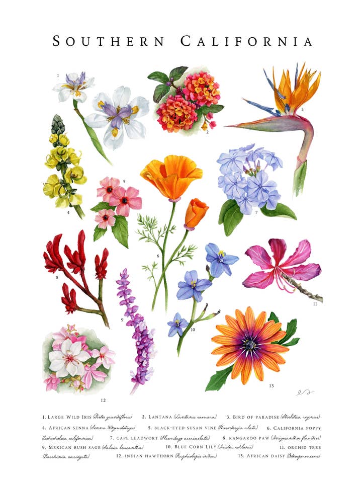 Southern California Flowers Print – Watercolor Botanical Art for wholesale by Art by Emma Lian