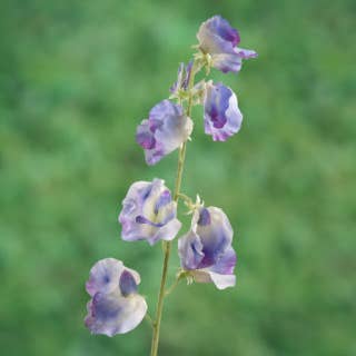 Mezu Silk Flowers - Vente Fleurs artificielles - Pois de senteur lilas artificiel0