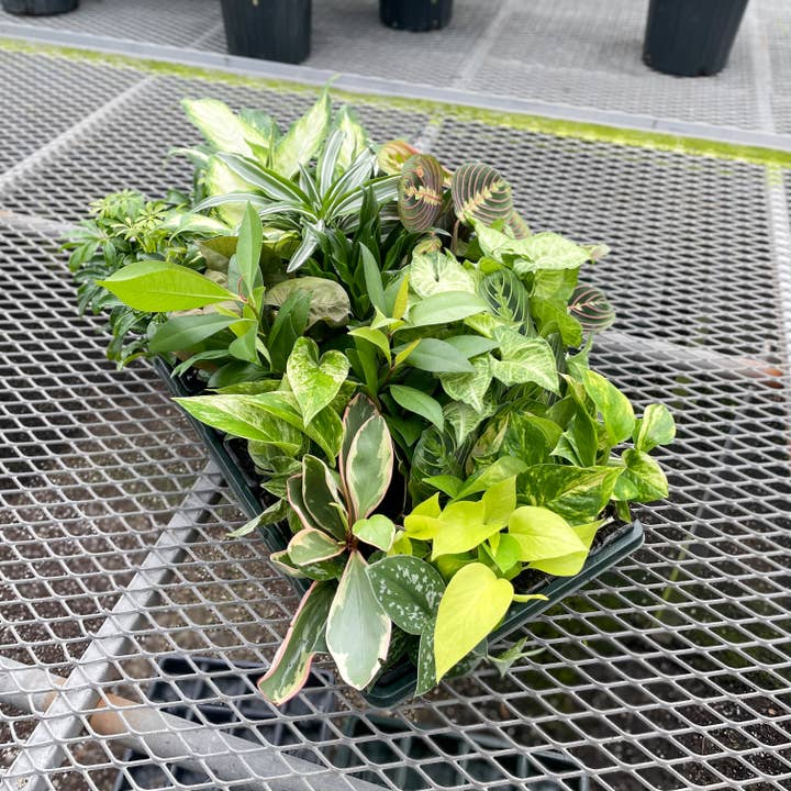 Thorsen's Greenhouse - Wholesale Live Plant - Grower's Choice Premium Houseplant Assortment - 3" Plants