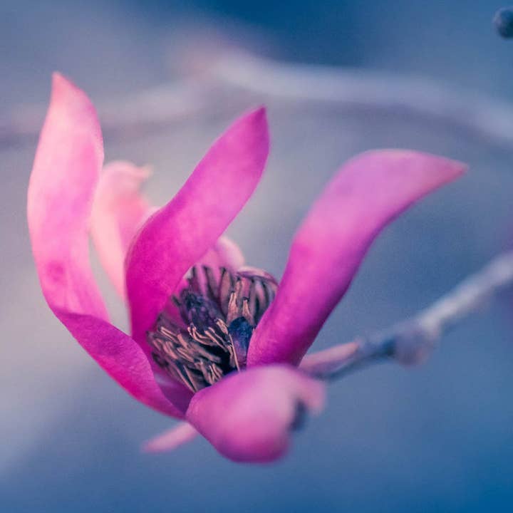 Arte de fotografia de flor roxa impressão de decoração de parede de tamanho múltiplo por atacado de Hope Decor